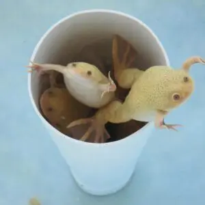 2 frogs inside a cup