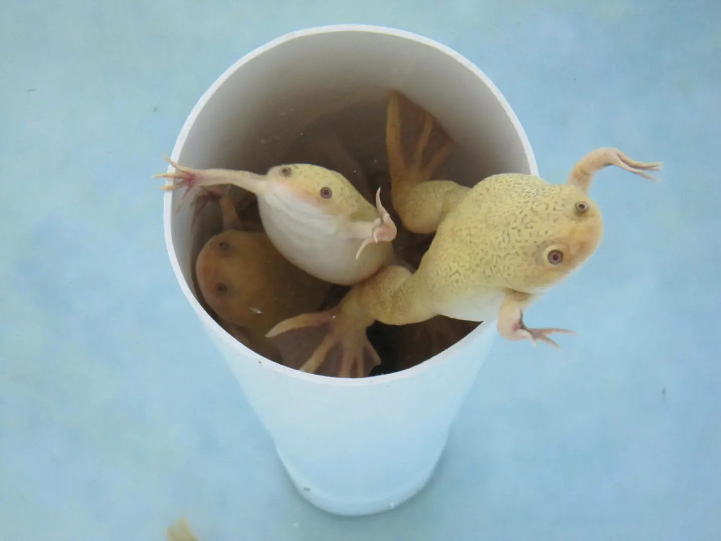 2 frogs inside a cup