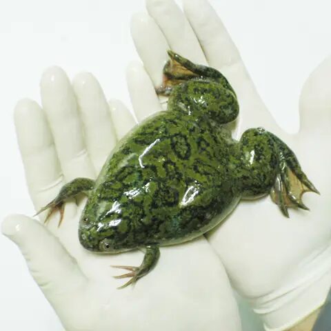 frog hands